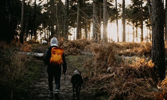 How to hike with your dog in Durango, Colorado: The best places to hike with your furry friend